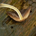 Coprinus disseminatus (Fairies' Bonnets)  Alan Prowse